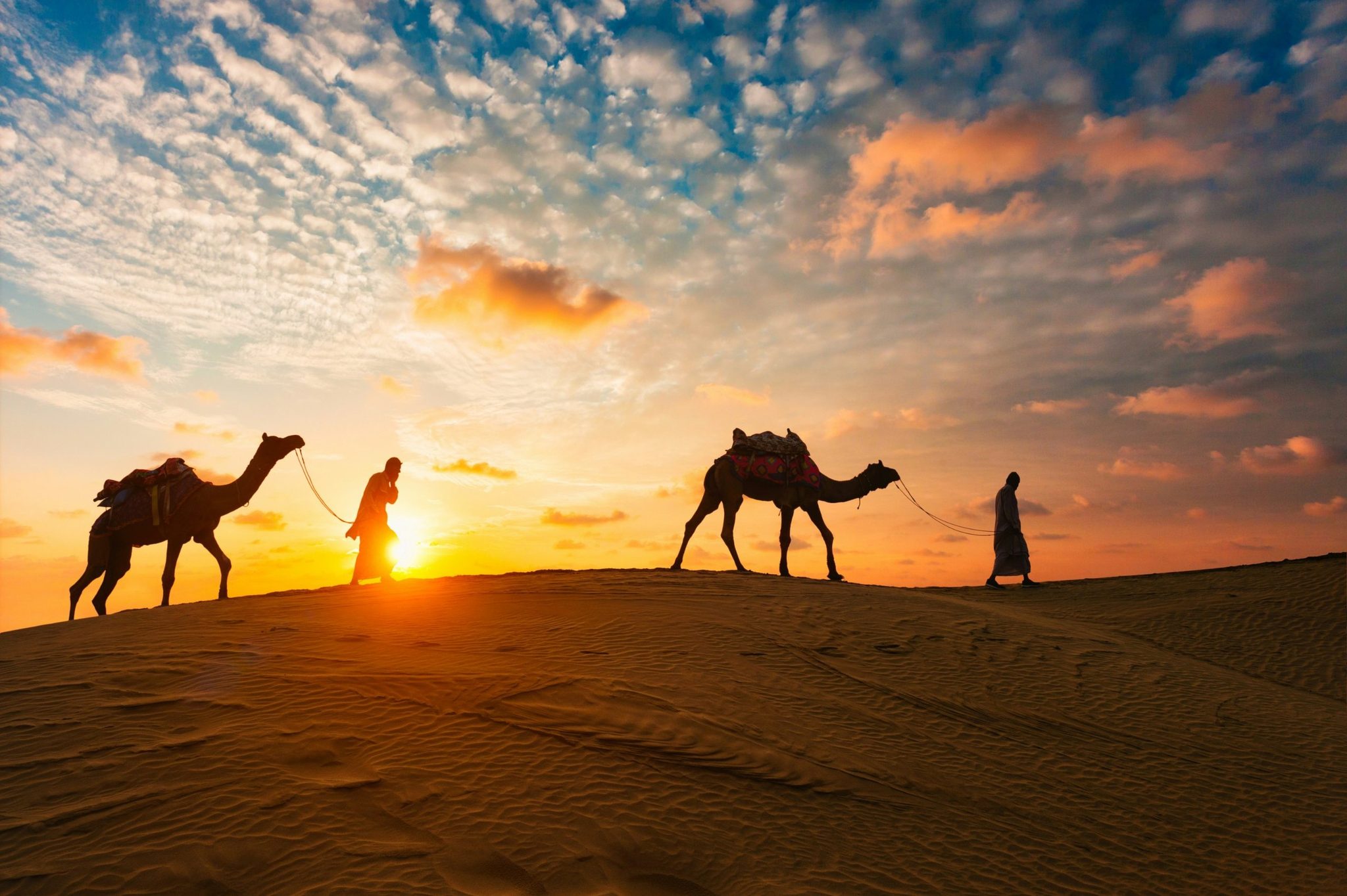Camels crossing the dunes at sunset
